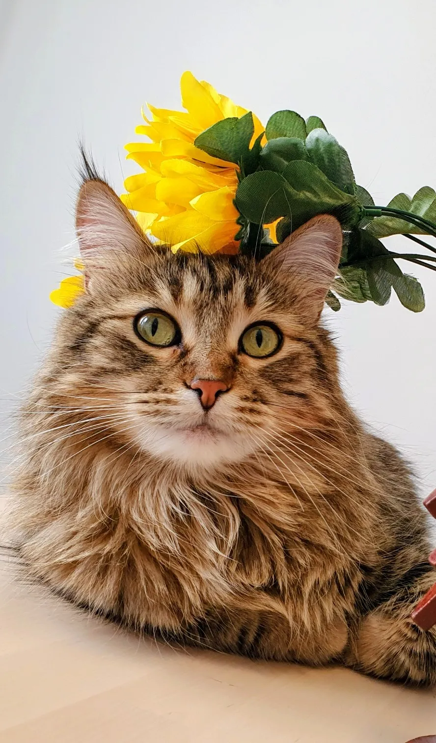 Lia, a tabby Maine Coon, wearing a sunflower